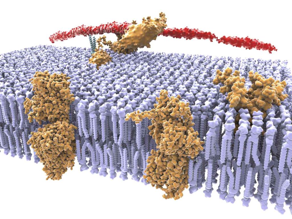 Ion Selective Permeable Membrane Market Growth, Size, Share, Trends, and Forecast 2030