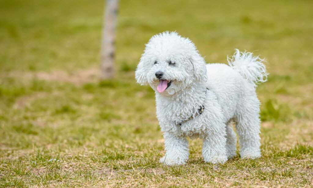 poodle