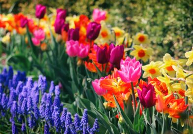 Spring Flowers That You Should Get This Season 